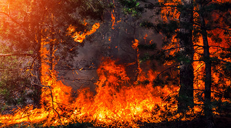 A forest engulfed in flames